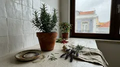 7 plantas comuns (da arruda ao clorofito) que perfumam a casa — e o que esperar delas
