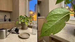 Folhas amarelas nas plantas: causas mais comuns e como resolver sem stress