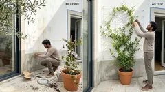 Trepadeiras para muros, varandas e pérgulas: como escolher a espécie certa e conduzi-la com bons resultados