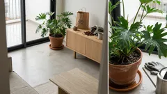 Xanadu em casa: guia simples de cuidados para folhas verdes e brilhantes