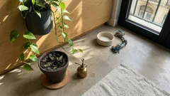 5 plantas com fama de dar azar em casa. O que interessa mesmo antes de as levares para dentro