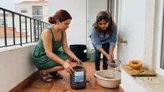 Como cultivar mamoeiro em vaso e colher mamão na varanda