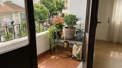 7 plantas de interior associadas à prosperidade: como cuidar e onde as colocar em casa