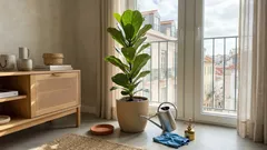 Como cuidar da figueira‑lira (ficus lyrata) para ter folhas grandes e brilhantes