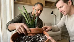 8 plantas de interior resistentes para quem se esquece de regar (sem culpa)