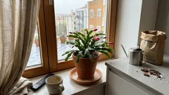 Porque é que a flor-de-maio não floresce? O que ajustar na luz, na rega e nas noites longas