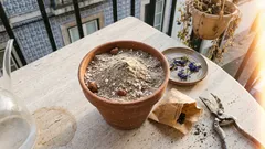 8 flores de verão para plantar agora e ter cor no jardim em poucas semanas