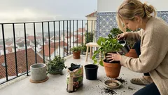 Como escolher o vaso ideal para plantas e evitar erros na rega