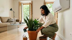 7 plantas de interior que sobrevivem ao ar condicionado (sem pontas queimadas)