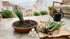 Moreia: a planta discreta que dá estrutura ao jardim — e surpreende quando começa a florir